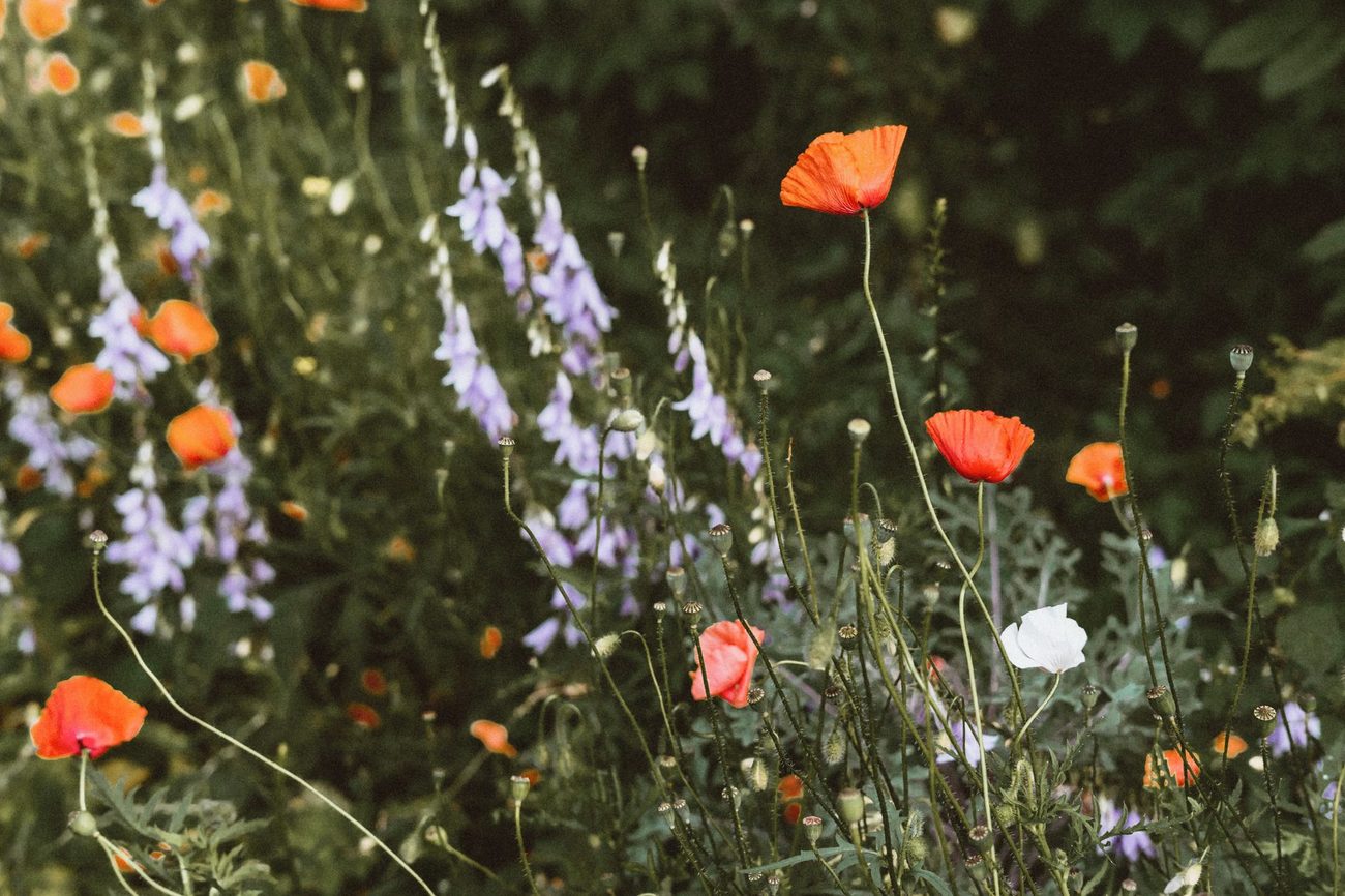 De achtertuin een beetje wilder: wilde bloemen, een bijenhotel en minder maaien
