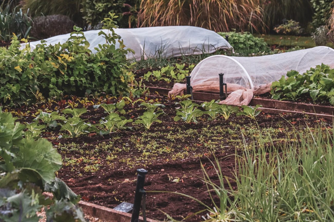 Onze eerste moestuinbakken achter het huis: wat er wel en niet groeide