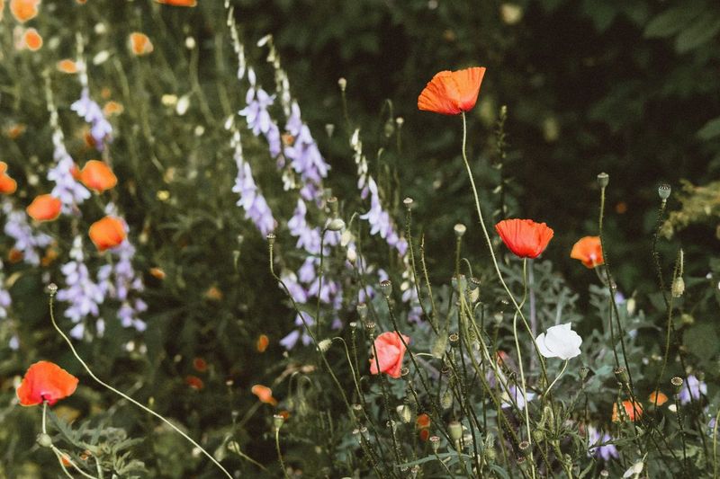 De achtertuin een beetje wilder: wilde bloemen, een bijenhotel en minder maaien