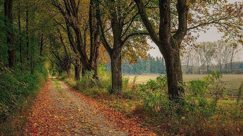 Vijf herfstwandelingen op de Veluwe, vlak bij Apeldoorn